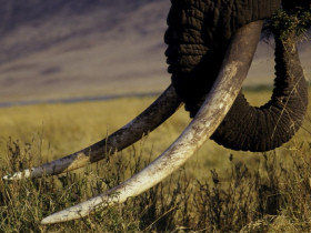 Tanzania safari holiday